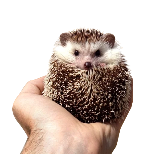 herbe hérisson, cher hérisson, petit hérisson, erizo hedgehog hedgehog, hérisson nain africain