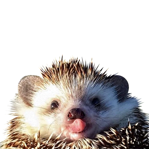 hedgehog, lovely hedgehog, hedgehog sneezes, sting hedgehog, little hedgehog
