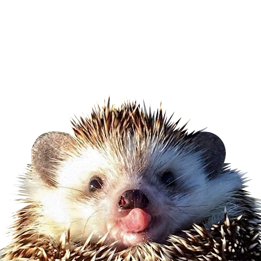 landak, lovely hedgehog, landak bersin, landak berduri, the little hedgehog