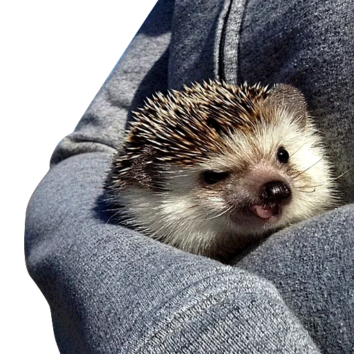 hedgehog, hedgehog, lindo erizo, hedgehog, pequeño erizo