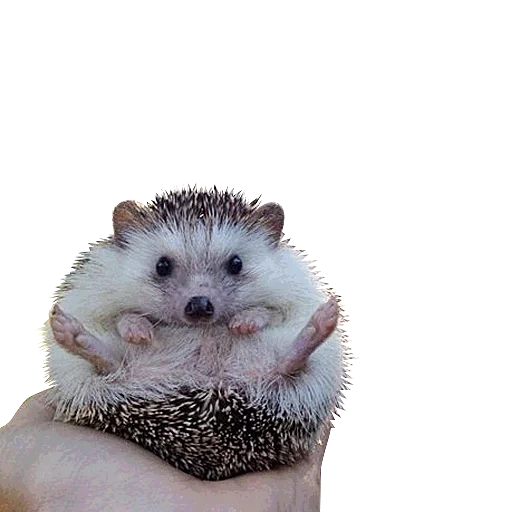 bidi the hedgehog, lovely hedgehog, landak sangat lucu, happy hedgehog, the little hedgehog