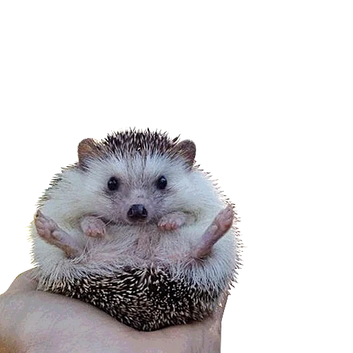 hedgehog biddy, lieber igel, die igel sind süß, happy igel, die igel sind klein