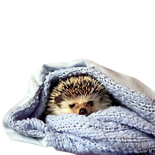 lovely hedgehog, hedgehog blanket, sad hedgehog, little hedgehog, african hedgehog