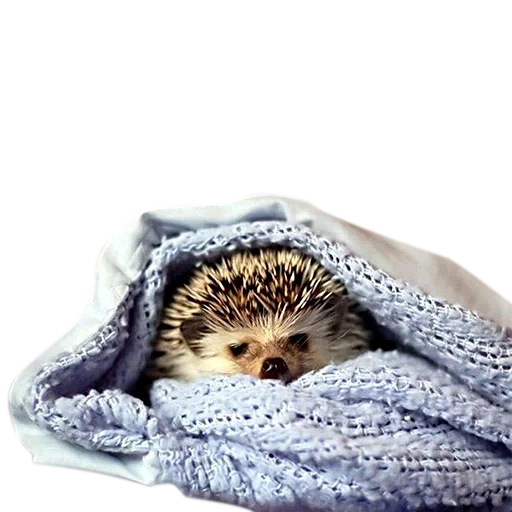 caro riccio, hedgehog's hedgehog, triste riccio, piccolo riccio, hedgehog african dwarf