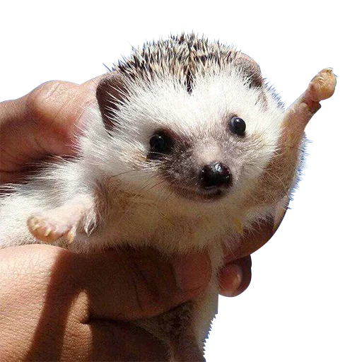 hedgehog, piloto de erizo, lindo erizo, pequeño erizo, hedgehog agitando su pata