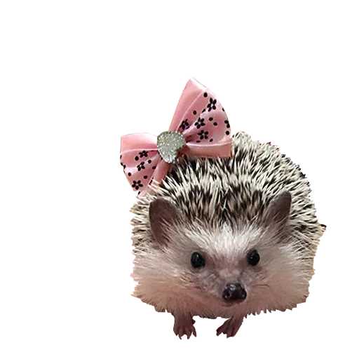 hedgehog hedgehog, lieber igel, die igel sind süß, igel mit weißem hintergrund, hedgehog 169353 gartenfigur