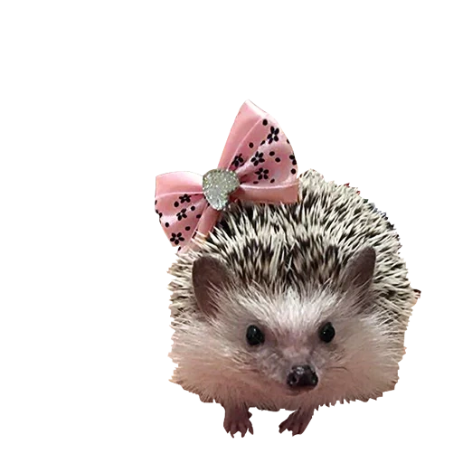 landak landak, lovely hedgehog, landak sangat lucu, landak berlatar belakang putih, landak 169353 patung taman