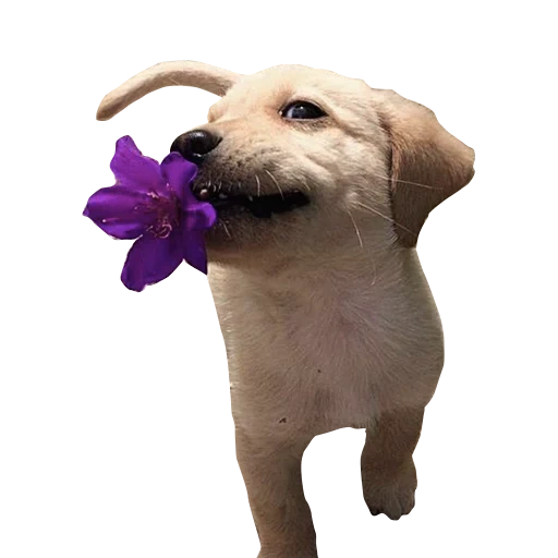 chiens, chien, fleur de chiot, chiot aux fleurs, chien heureux