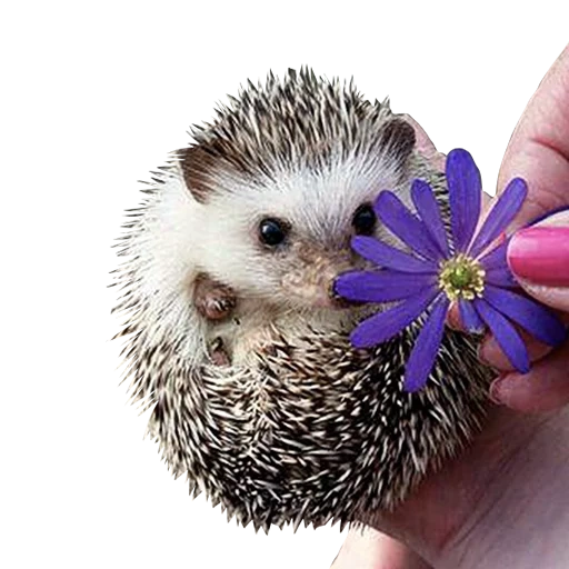 ricci, hedgehogs hedgehog, riccio di riccio, caro riccio, piccolo riccio