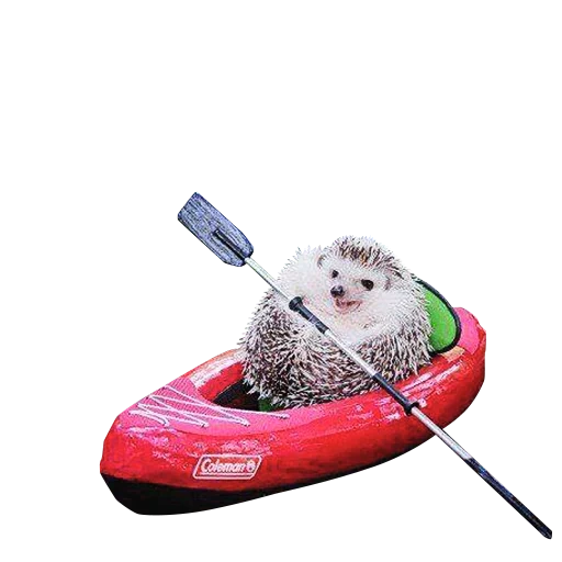 hedgehog kayak, caro riccio, barca del riccio, i ricci sono carini, clipart del riccio