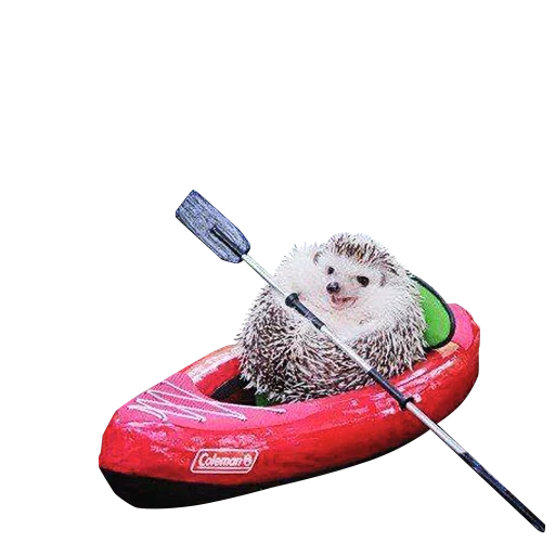 igel kajak, lieber igel, igelboot, die igel sind süß, hedgehog clipart