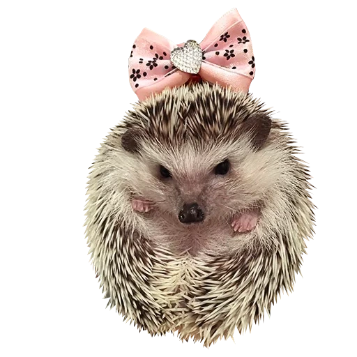 hérisson, hérisson hérisson, cher hérisson, les hérissons sont mignons, sweet hedgehog des graphiques