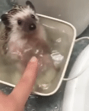 hedgehog, hedgehog está lavando, baño de erizo, animales ridículos, hedgehog nadando