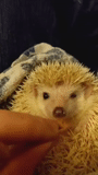 hedgehog, dwarf african hedgehog