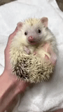 hedgehog-hedgehog, hedgehog albino, hedgehog nano, riccio nano africano, riccio nano africano