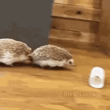 hedgehog-hedgehog, hedgehog domestico, piccolo porcospino, hedgehog, hedgehog nano