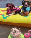cachorro feliz, cão de relaxamento, animal ridículo, animal alegre, piscina de cachorro inflável