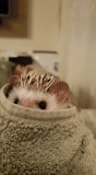 hedgehog carino, darcy hedgehog, riccio si sta lavando, hedgehog domestico, estetica del riccio