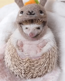 lovely hedgehog, milotta the hedgehog, hedgehog hat, domestic hedgehog, little hedgehog