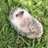 hedgehog, lindo erizo, pequeño erizo, hedgehog, hedgehog africano