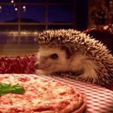 hedgehog, linked, viewer