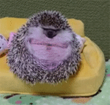 hedgehog, hedgehog molts, sting hedgehog, hedgehogs are clumsy, smiling hedgehog