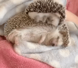 hedgehog, the hedgehog is asleep, hedgehog hedgehog, a sleepy hedgehog, domestic hedgehog