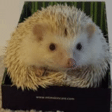 hedgehog bianco, grande porcospino, hedgehog nano, hedgehog sorridente, riccio nano africano