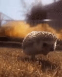 run, hedgehog explosion, hedgehogs are running, hyena gifki, little hedgehog