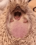 hedgehog, hedgehog, hedgehog hedgehog, bottom hedgehog, hedgehogs yawn