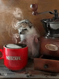 mattina interessante, buongiorno hedgehog, buongiorno buongiorno, buongiorno hedgehog, buongiorno hedgehog