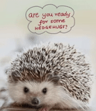 hedgehog, hedgehog, o ouriço é muito fofo, hedgehog em abril, pequeno ouriço