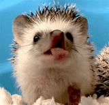 hedgehog-hedgehog, hedgehog-hedgehog, hedgehog carino, hedgehog sbadiglia, riccio divertente