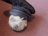 cat, hedgehog socks, hedgehog socks, a ridiculous animal, funny animals