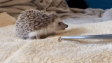 hedgehog-hedgehog, maschio di hedgehog, hedgehog domestico, hedgehog nano, riccio nano africano