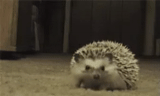 hedgehog, sting hedgehog, domestic hedgehog, dwarf hedgehog, interesting hedgehog
