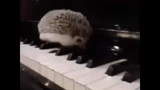 hedgehog jazz, piano landak, piano landak, pianis landak, piano landak