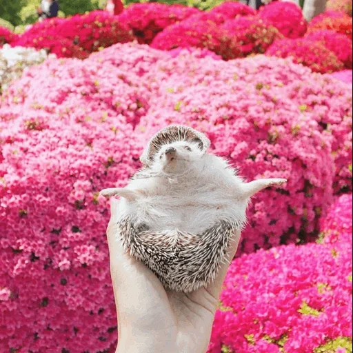 ежик в цветах, ежик с цветами, милый ежик, spring hedgehog instagram, животные милые