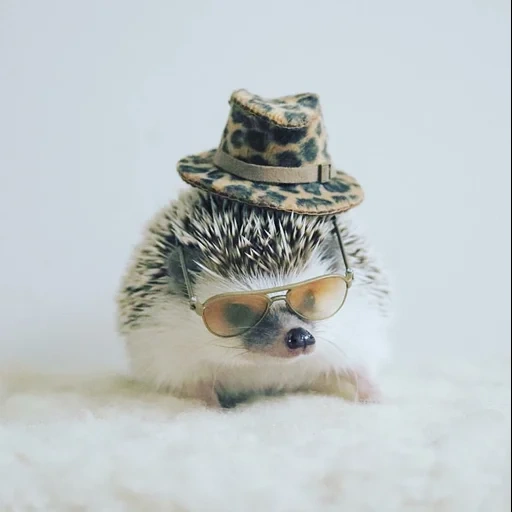 милый ежик, маленький ежик, mr pokee ежик, cute hedgehog, умный ежик