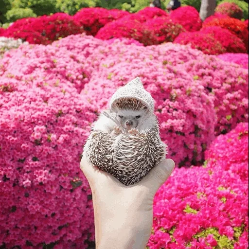 ежик в цветах, милый ежик, ёжики с цветочками на голове, spring hedgehog instagram, ежик с цветами