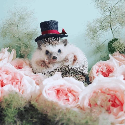 милый ежик, ёжики милые, cute hedgehog, ежик в шапочке, красивый ежик