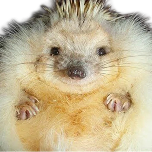 landak, hedgehog yang terhormat, landaknya lucu, hedgehog yang keras kepala, little hedgehog