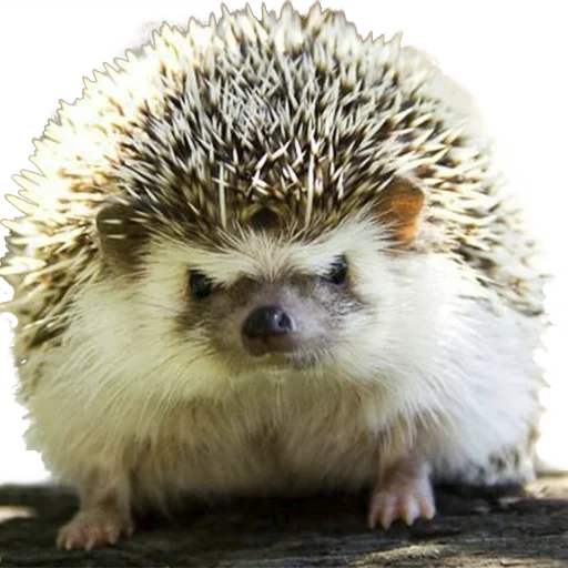 hedgehog-hedgehog, hedgehog carino, hedgehog spinoso, piccolo porcospino, hedgehog africano