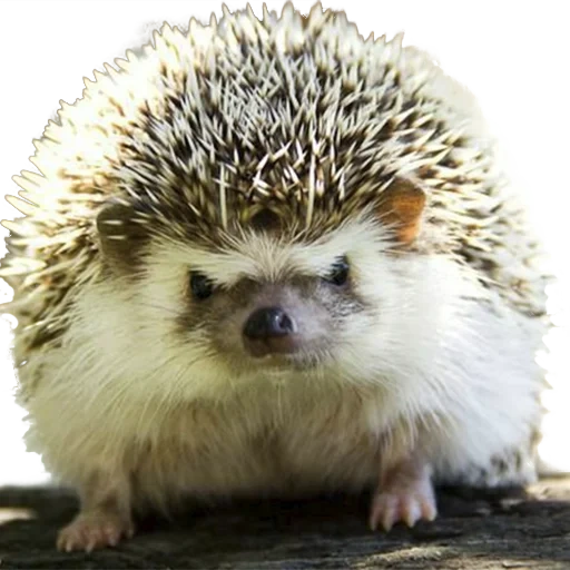 igel, lieber igel, dornischer hedgehog, kleiner igel, afrikanischer igel