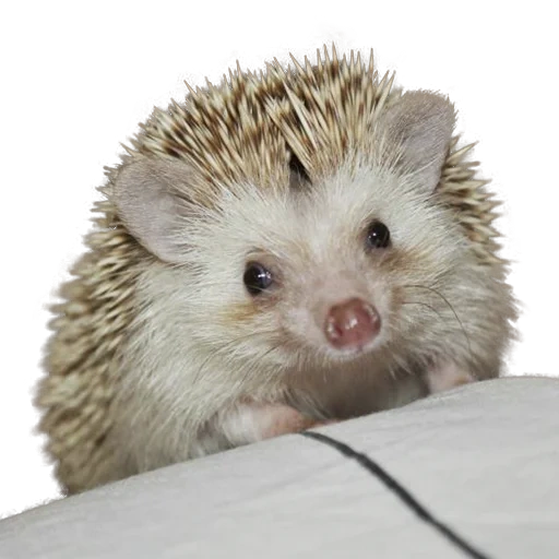 hedgehog-hedgehog, hedgehog carino, hedgehog soddisfatto, piccolo porcospino, hedgehog nano