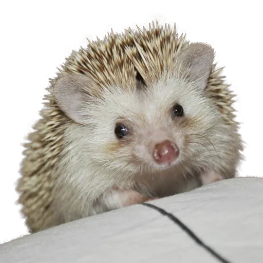 hedgehog, hedgehog fofo, hedgehog satisfatório, pequeno ouriço, hedgehog