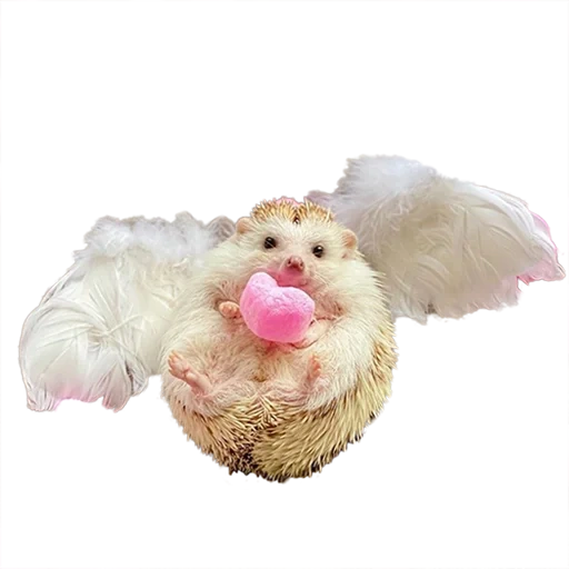 toys, a toy, interactive toy sheep, soft toy keel toys signature puppy, soft toy 1 toy t in a twin dog-svinka 12 cm