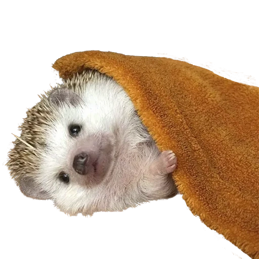 der igel, lieber igel, die tiere sind süß, kleiner igel, hedgehog afrikanischer zwerg