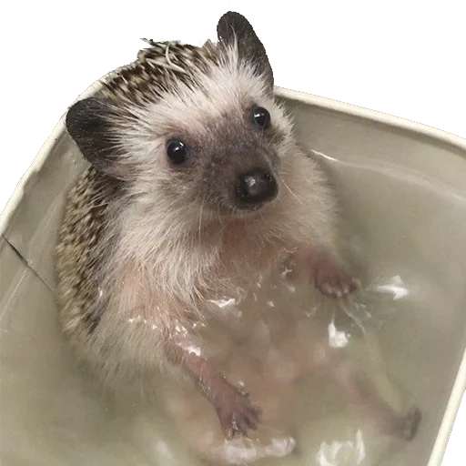hedgehog, le hérisson se lave, hérisson de baignoire, bain de hérisson, le hérisson nage dans la baignoire
