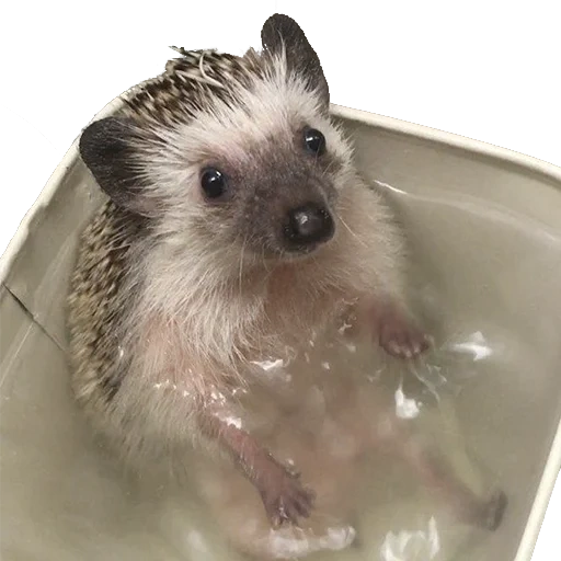 igel, der igel wird gewaschen, igel des badezimmers, der igel badet, der igel schwimmt auf dem badezimmer